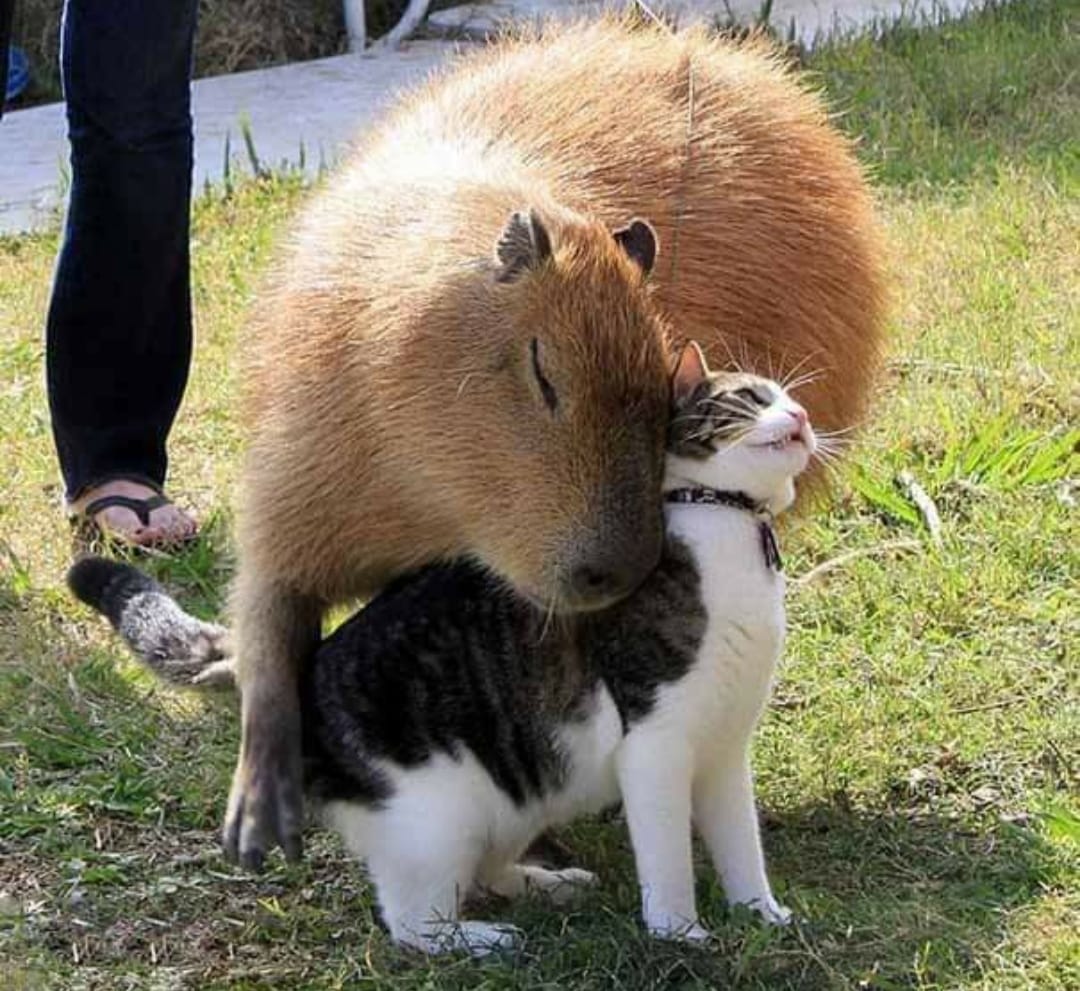 La foto mas tierna de los carpinchos del Nordelta que se hizo viral