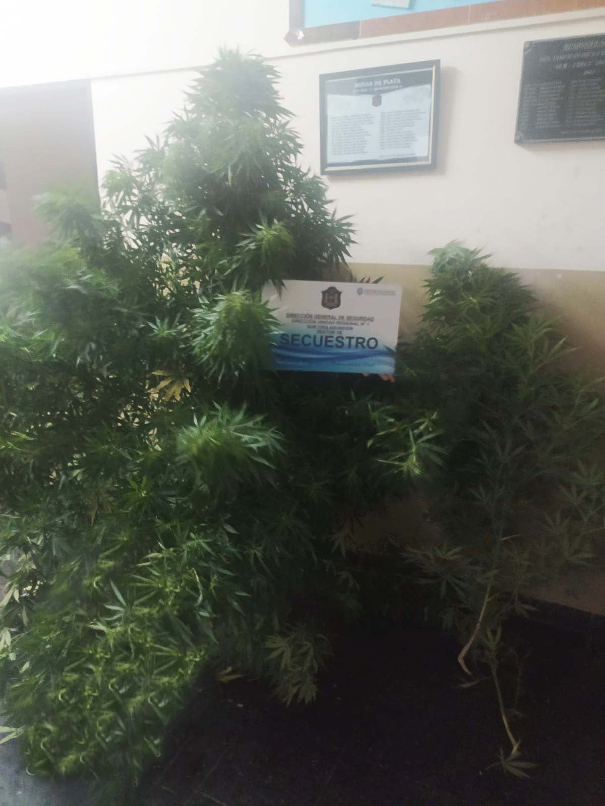 Secuestran plantas de cannabis sativa en una cancha de la zona Oeste