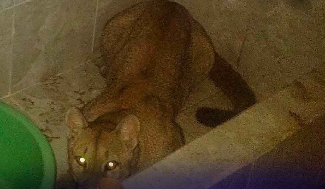 ¡ Que susto ! Encontraron un puma en su baño