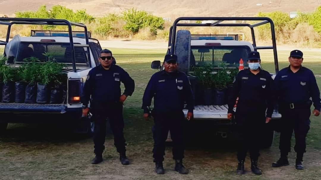 Abuelito tenía en su casa mas de 100 plantines de cannabis